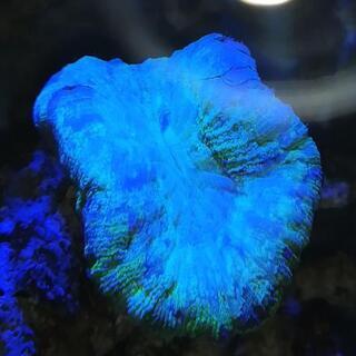 オオバナサンゴ 蛍光グリーン 　珊瑚 海水魚 マリンアクアリウム