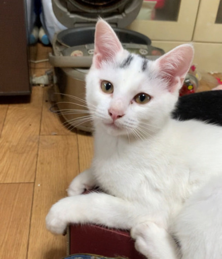 可愛いブチの白猫です Yukijiji 下関の猫の里親募集 ジモティー