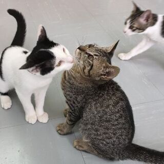 ４兄弟の3頭め🐱✨人間大好き男の子🎵ボクの家族になってください 