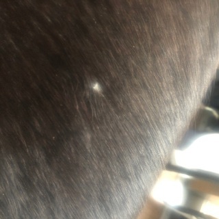 ル・コルビジェ シェーズロング LC4