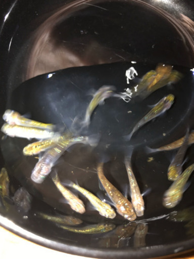 メダカ引退