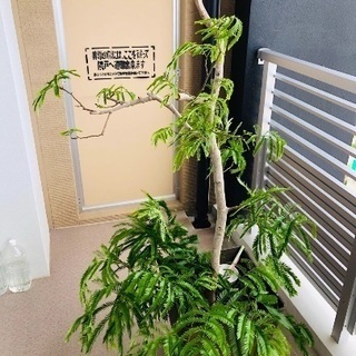 観葉植物 リナ 沖縄のその他の中古あげます 譲ります ジモティーで不用品の処分