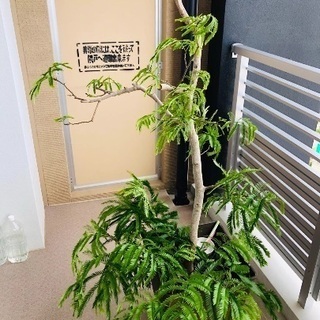 観葉植物