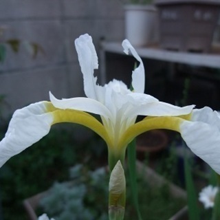 ヒメシャガ　白花