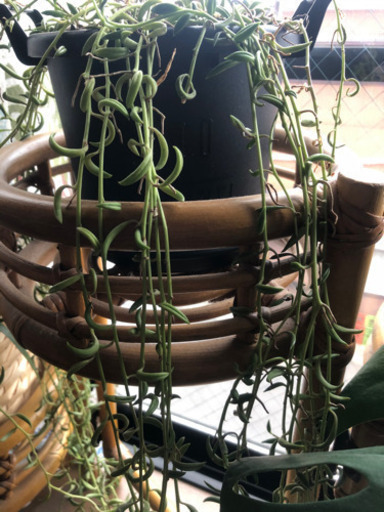 多肉植物三日月ネックレス Bruno 京急富岡のその他の中古あげます 譲ります ジモティーで不用品の処分