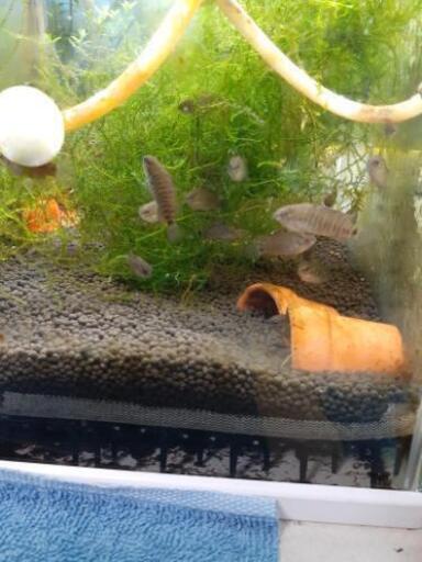 バジスバジス ニャンコ先生 渋川のその他の中古あげます 譲ります ジモティーで不用品の処分