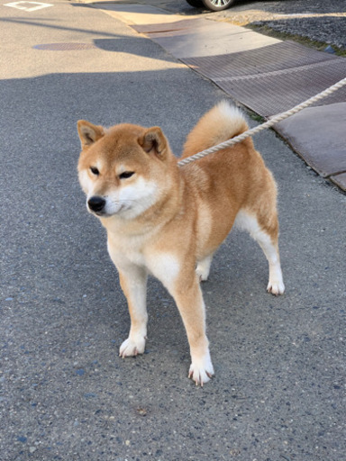 柴犬 豆柴ブリーダーしませんか いっさん 東尾道の犬の無料広告 無料掲載の掲示板 ジモティー