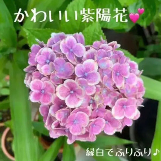 紫陽花 植物苗 根付き