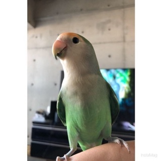 愛知県のコザクラインコ 里親募集 ジモティー 愛知県のコザクラインコ 里親募集 ジモティー
