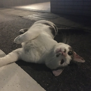 迷い猫…？ - 尾張旭市