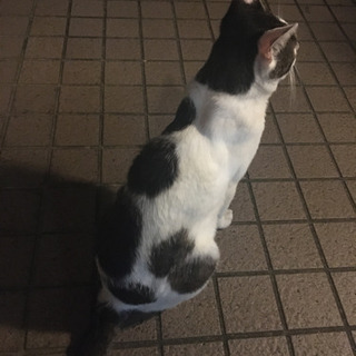 迷い猫…？ - 教えて