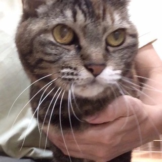 16歳の美魔女猫 − 神奈川県