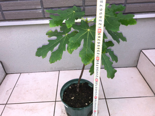 フランス産高級いちじく苗 ヌアールドカロン を800円で売ります Kenken 浦和美園の家庭用品 ガーデニング の中古あげます 譲ります ジモティーで不用品の処分