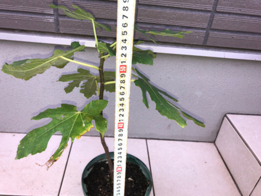 フランス産高級いちじく苗 ヌアールドカロン を800円で売ります Kenken 浦和美園の家庭用品 ガーデニング の中古あげます 譲ります ジモティーで不用品の処分