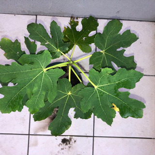 フランス産高級いちじく苗 ヌアールドカロン を800円で売ります Kenken 浦和美園の家庭用品 ガーデニング の中古あげます 譲ります ジモティーで不用品の処分