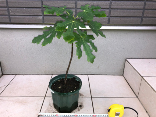 フランス産高級いちじく苗 ヌアールドカロン を800円で売ります Kenken 浦和美園の家庭用品 ガーデニング の中古あげます 譲ります ジモティーで不用品の処分