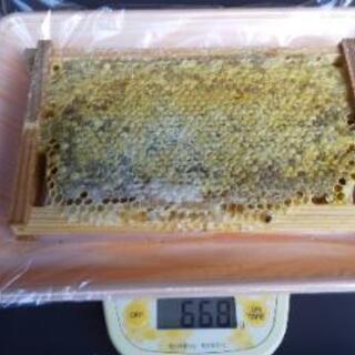 日本蜜蜂の巣蜜⑧