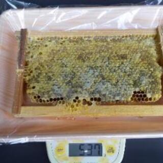 日本蜜蜂の巣蜜⑨