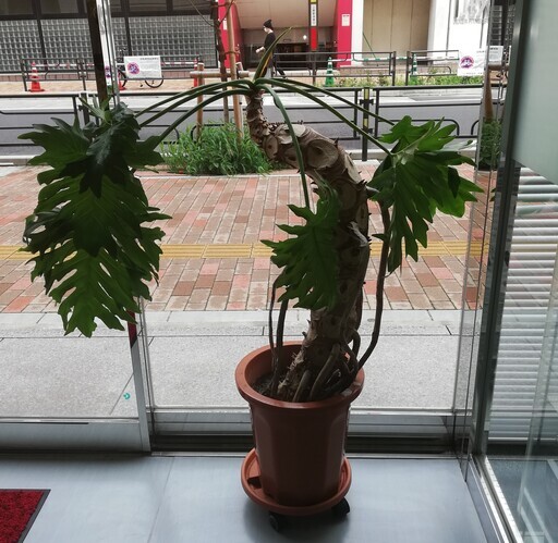 観葉植物 セローム パルス 上野のその他の中古あげます 譲ります ジモティーで不用品の処分 観葉植物 セローム パルス 上野のその他の中古あげます 譲ります ジモティーで不用品の処分