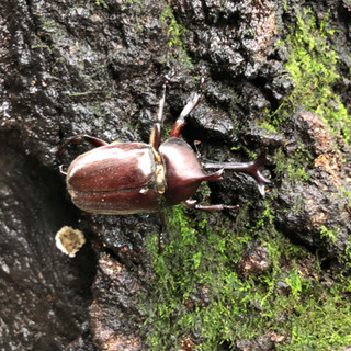 カブトムシ、ノコギリクワガタ。コクワガタ。