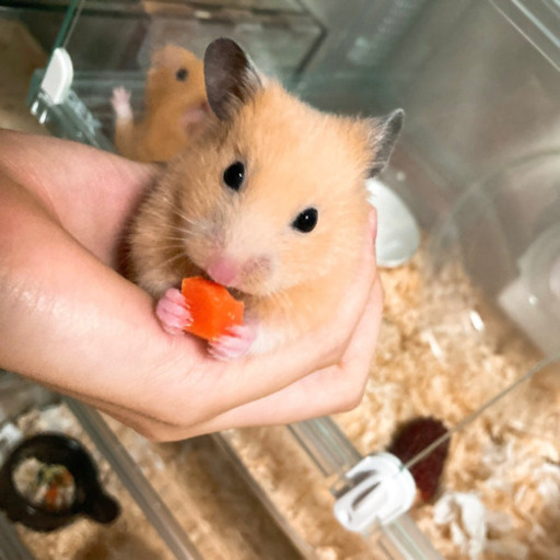 生後2ヶ月半キンクマハムスター🐹♂ (らんまる) 東船橋のその他の里親 
