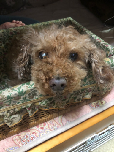迷い犬保護してます まるやん 下曽根のその他の助け合い ジモティー 迷い犬保護してます まるやん 下曽根のその他の助け合い ジモティー