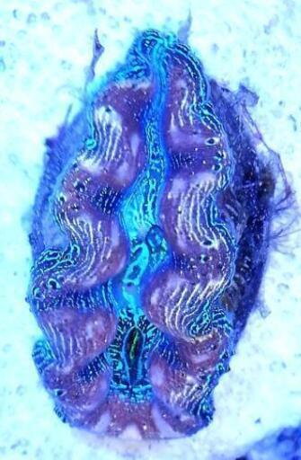 値下げしました ヒメシャコガイ Sサイズ サンゴ 珊瑚 シャコガイ シャコ貝 海水魚 マリンアクアリウム Fxwg 三ヶ山口のその他の中古あげます 譲ります ジモティーで不用品の処分