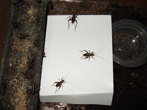 鈴虫スズムシ 後期幼虫 成虫の匹 引き取り限定 使ってよね 加佐登のその他の中古あげます 譲ります ジモティーで不用品の処分 鈴虫スズムシ 後期幼虫 成虫の匹 引き取り限定 使ってよね 加佐登のその他の中古あげます 譲ります ジモティーで不用品の処分