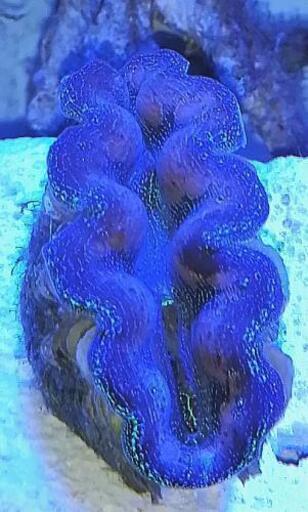 値下げしました ヒメシャコガイ Sサイズ シャコガイ シャコ貝 サンゴ 珊瑚 海水魚 マリンアクアリウム Fxwg 三ヶ山口のその他の中古あげます 譲ります ジモティーで不用品の処分