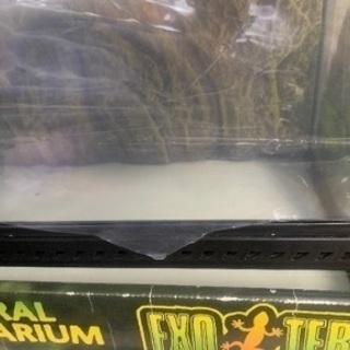 爬虫類　グラステラリウム 9060