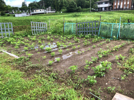 自給自足しよう 貸し農園利用者募集 わらびもち 堅田のその他の不動産 住宅情報 無料掲載の掲示板 ジモティー