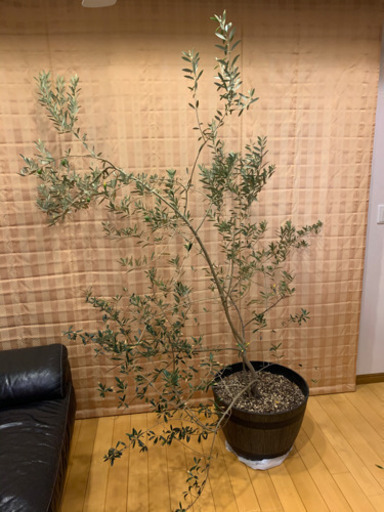 オリーブ鉢植え　2m弱　目黒区引き取りのみ