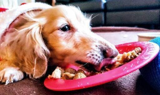 燕三条地域で犬の食育 眠育 アンチエイジング始めます 目指せ 心も体もみなぎるシニア犬ライフ 今月は教えて 目が見えない愛犬の為のお散歩 そら 東三条のペットの無料広告 無料掲載の掲示板 ジモティー 燕三条地域で犬の食育 眠育 アンチエイジング始めます 目指せ 心も体もみなぎるシニア犬ライフ 今月は教えて 目が見えない愛犬の為のお散歩 そら 東三条のペットの無料広告 無料掲載の掲示板 ジモティー
