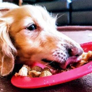 燕三条地域で犬の食育 眠育 アンチエイジング始めます 目指せ 心も体もみなぎるシニア犬ライフ 今月は教えて 目が見えない愛犬の為のお散歩 そら 東三条のペットの無料広告 無料掲載の掲示板 ジモティー 燕三条地域で犬の食育 眠育 アンチエイジング始めます 目指せ 心も体もみなぎるシニア犬ライフ 今月は教えて 目が見えない愛犬の為のお散歩 そら 東三条のペットの無料広告 無料掲載の掲示板 ジモティー