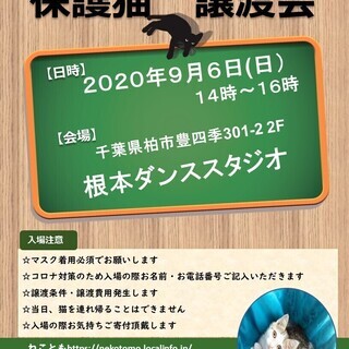 9/6(日)猫カフェ風保護猫譲渡会