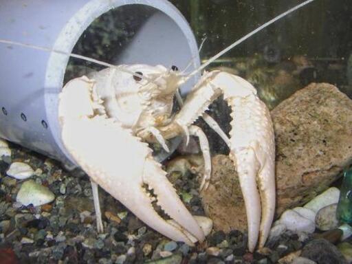 スーパーホワイトザリガニゴースト血統 ケンちゃん 実籾のその他の中古あげます 譲ります ジモティーで不用品の処分