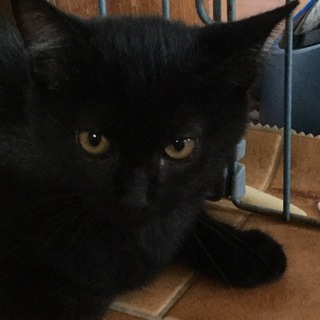 黒猫ちゃん。里親様が決まりました。