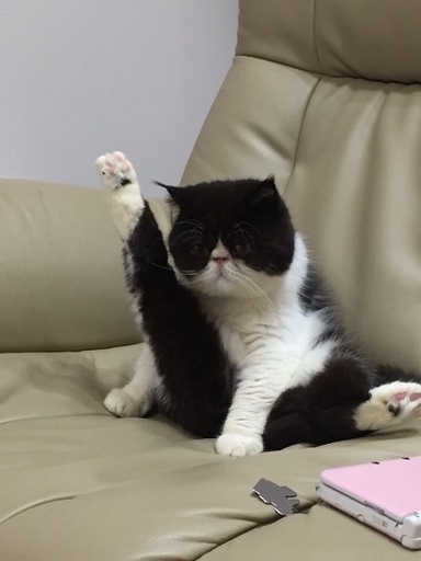 エキゾチックショートヘア オス5歳 たまねぎ 福生の猫の里親募集 ジモティー