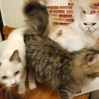 猫好きさん集まれ 恋が始まる猫カフェ 良縁祈願 In 柏 サムシング ブルー 柏 のパーティーのイベント参加者募集 無料掲載の掲示板 ジモティー 猫好きさん集まれ 恋が始まる猫カフェ 良縁祈願 In 柏 サムシング ブルー 柏 のパーティーのイベント参加者募集 無料掲載の掲示板 ジモティー