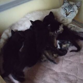 7月3日生まれ  6匹の子猫