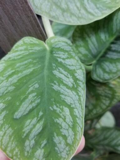 観葉 シダ植物 花家 河内長野のその他の中古あげます 譲ります ジモティーで不用品の処分 観葉 シダ植物 花家 河内長野のその他の中古あげます 譲ります ジモティーで不用品の処分