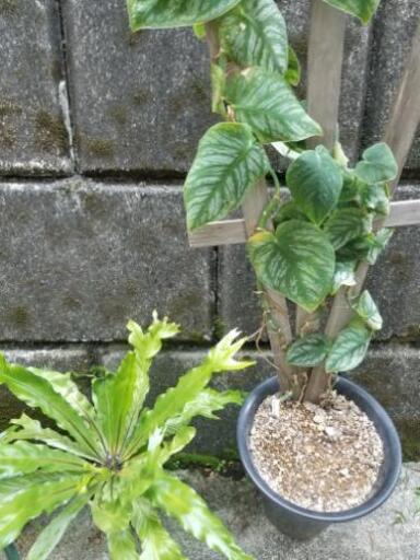 観葉 シダ植物 花家 河内長野のその他の中古あげます 譲ります ジモティーで不用品の処分 観葉 シダ植物 花家 河内長野のその他の中古あげます 譲ります ジモティーで不用品の処分