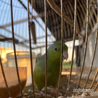 マメルリハインコ モーブグリーンのオスです🦜