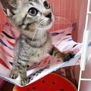 キジトラくんの家族になってください - 猫