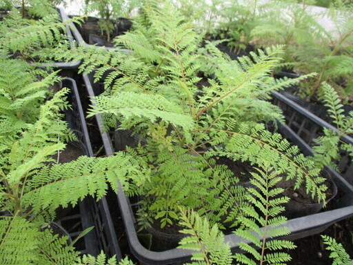 ジャカランダ実生苗 2年目 群馬県民限定 ソムタム 治良門橋のその他の中古あげます 譲ります ジモティーで不用品の処分