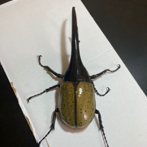 美形】ヘラクレスオオカブト オス(約152mm) 後食済即ブリ可能 - その他 
