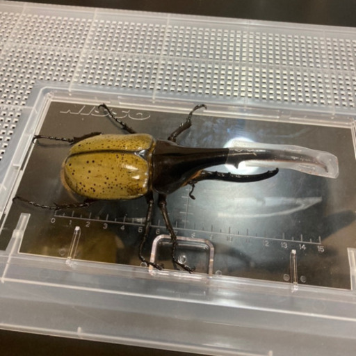 美形】ヘラクレスオオカブト オス(約152mm) 後食済即ブリ可能 - その他 