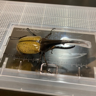 【美形】ヘラクレスオオカブト オス(約152mm) 後食済即ブリ可能