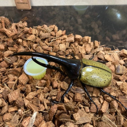美形】ヘラクレスオオカブト オス(約152mm) 後食済即ブリ可能 - その他 