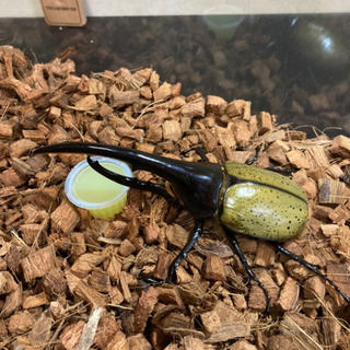 【美形】ヘラクレスオオカブト オス(約152mm) 後食済即ブリ可能